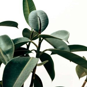 Home pic21 free img